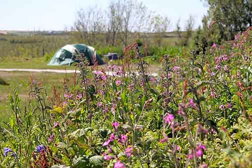 Tent field Tent in camping field