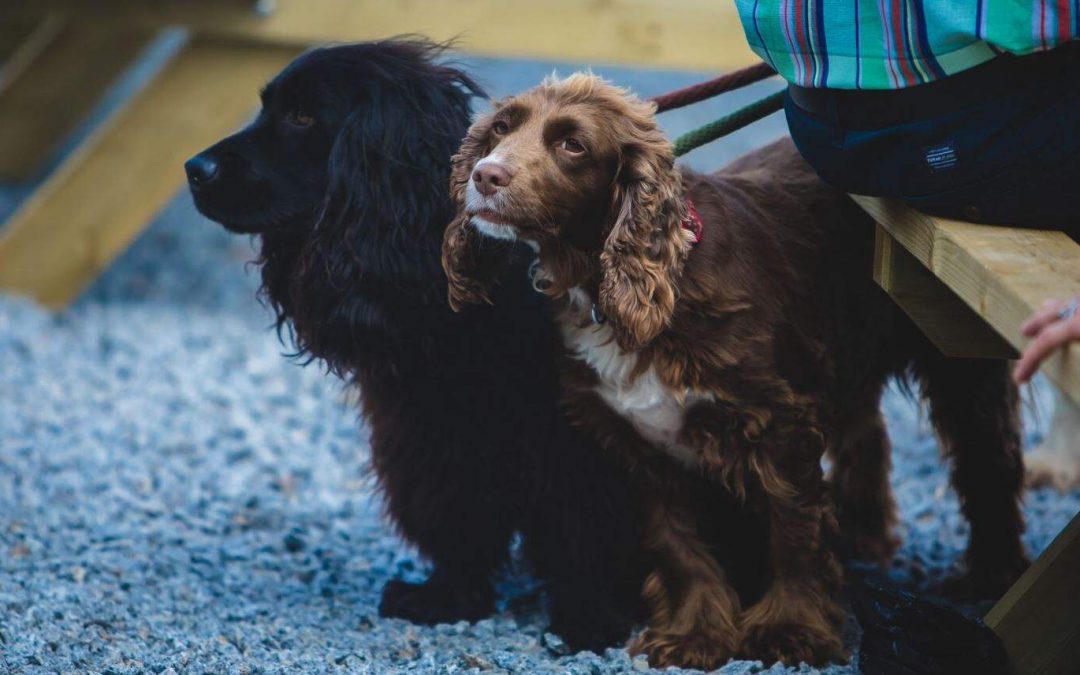 We’re a dog friendly attraction!