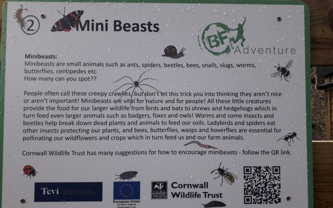 Via Ferrata Cornwall’s sustainability journey