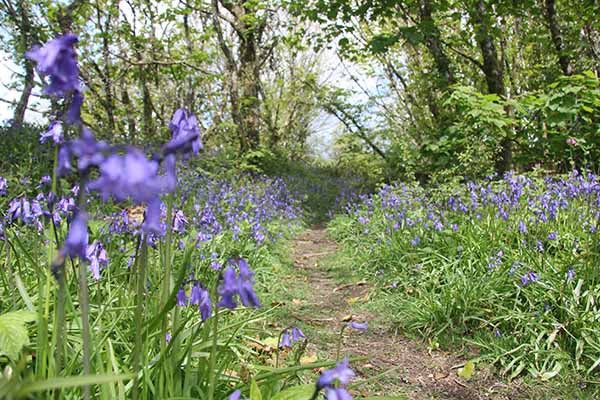 Bluebells in the nature trails at Via Ferrata Cornwall at Easter