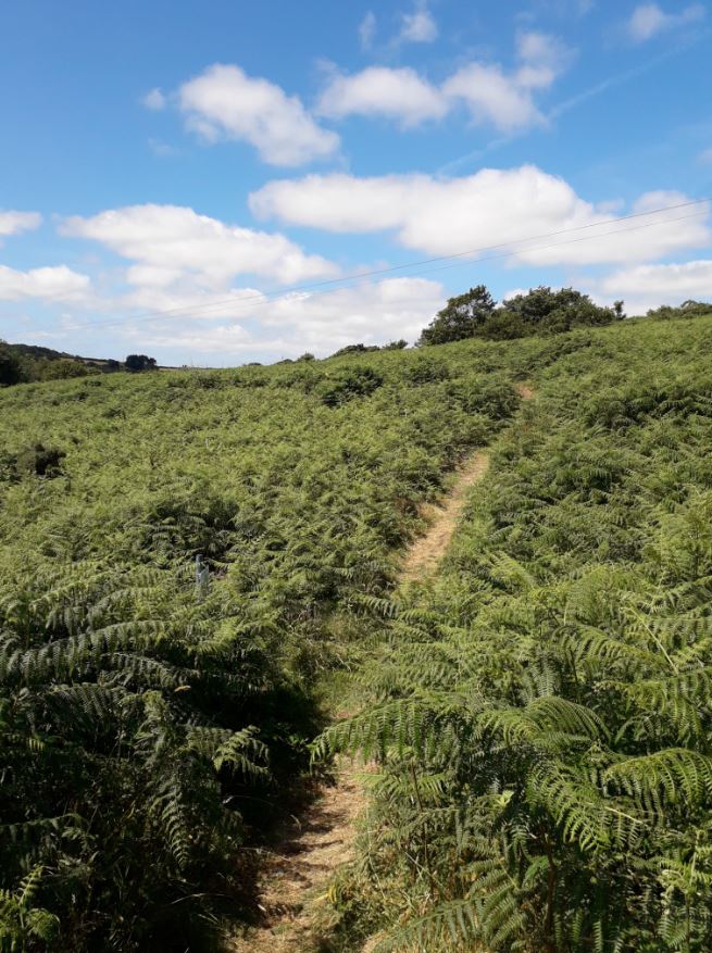 Nature trails Dog friendly nature trails at Via Ferrata Cornwall